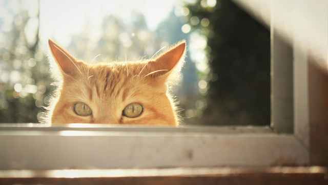 Humour d'observation